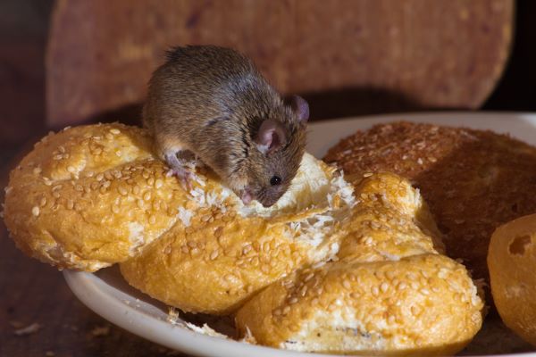 infestation de souris à la maison