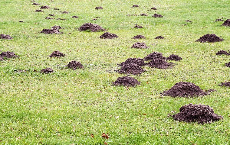 How do you get rid of moles in your house How To Get Rid Of Moles In Your Yard And Garden 2021