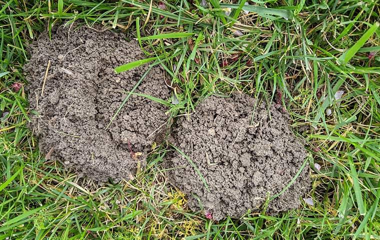 Unsightly Mole Damage In Palo Alto Lawn signs of mole infestation in palo alto lawn