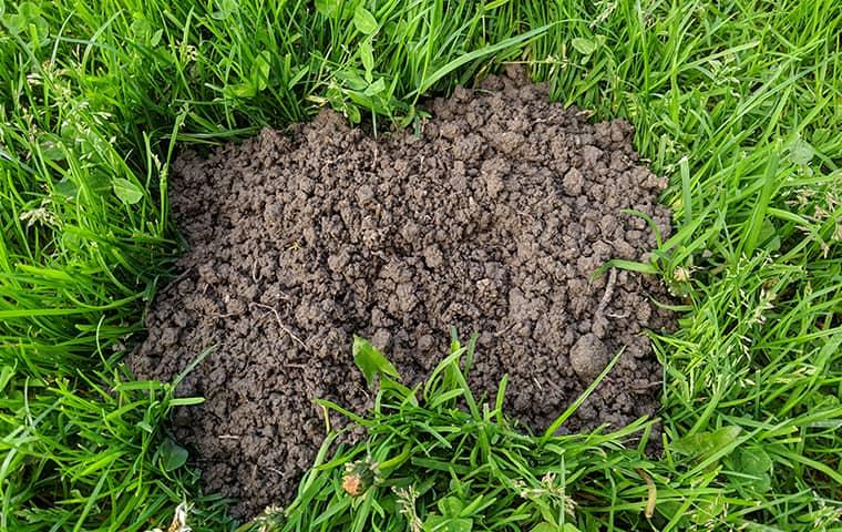 A Guide To Moles In The San Francisco Bay Area, Sonoma & Novato