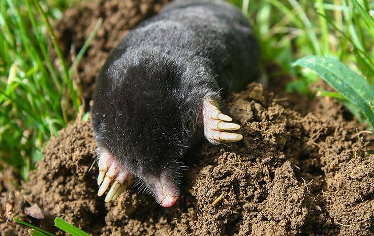 Learn More About Moles In California mole on top of mole pile in bay area