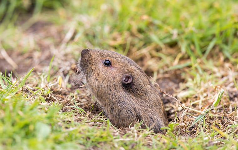 a pocket gopher looking out of a burrow in monterey california