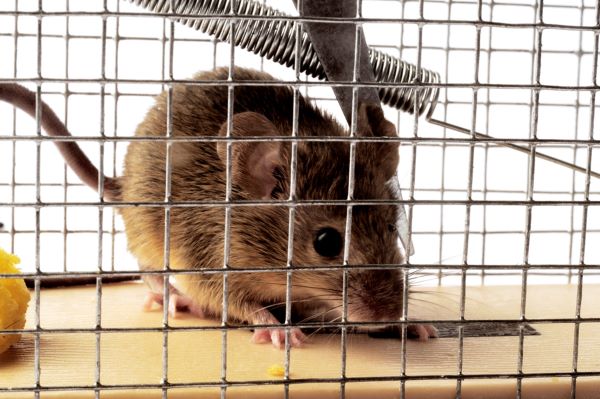 moyen naturel de se débarrasser des souris