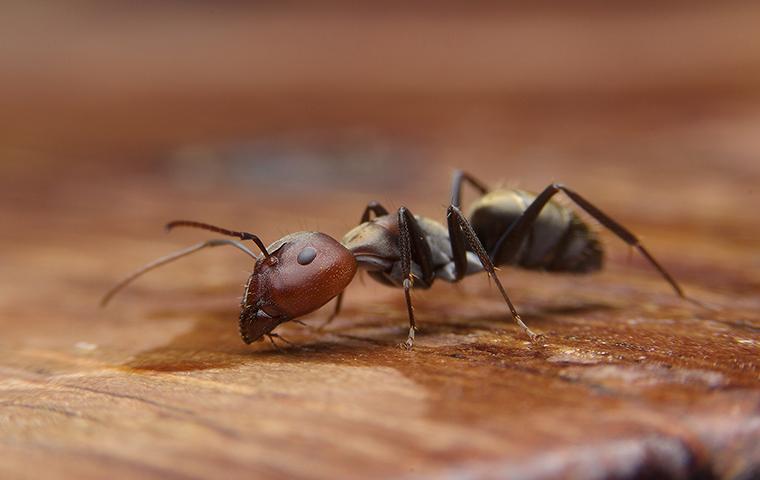 an ant drinking