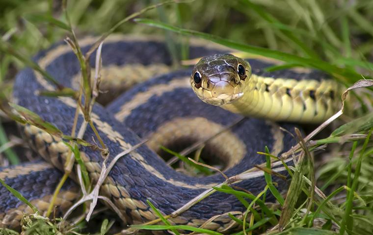 little garter snake looking at you