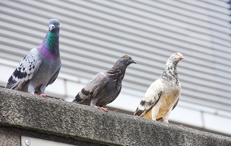 pigeons perching on ledge