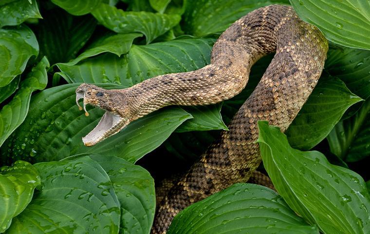 rattlesnake in the leaves