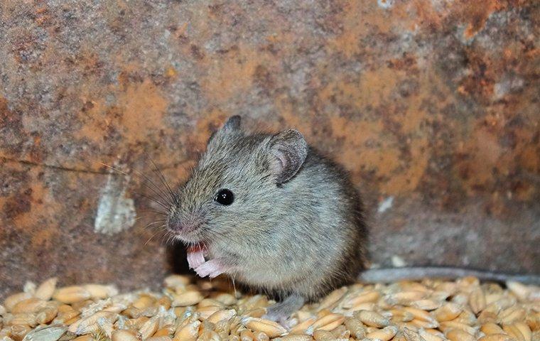 mouse in a grain barrel