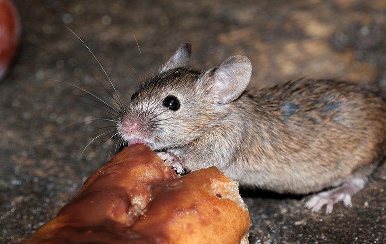 mouse eating bread