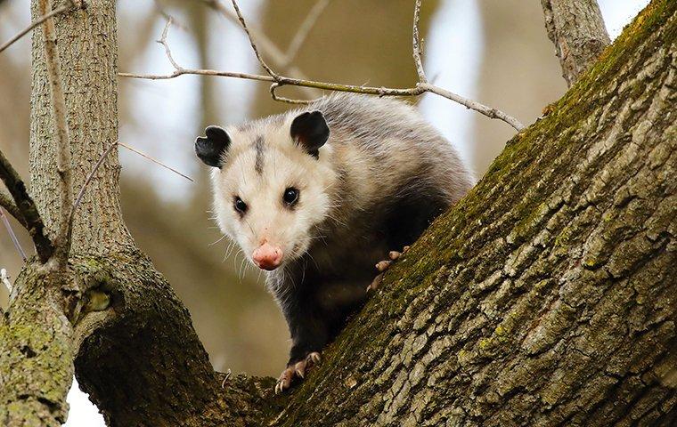 opossum on a tree