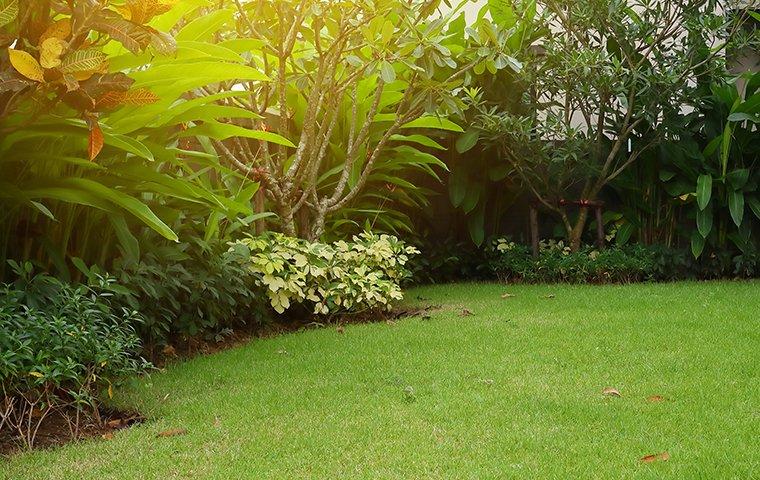 plants outside home