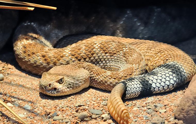 snake all curled up