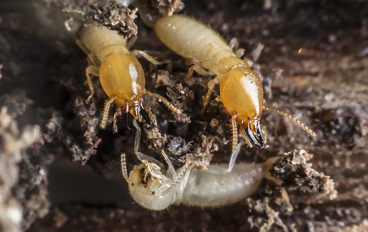 termites chewing on wood