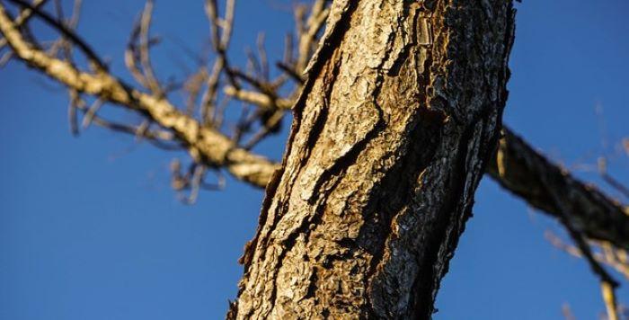 tree damaged by bark beetle