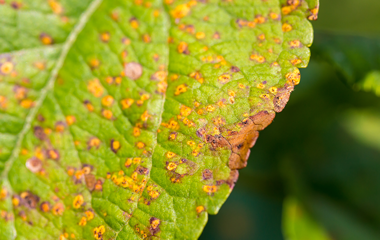 diseased tree