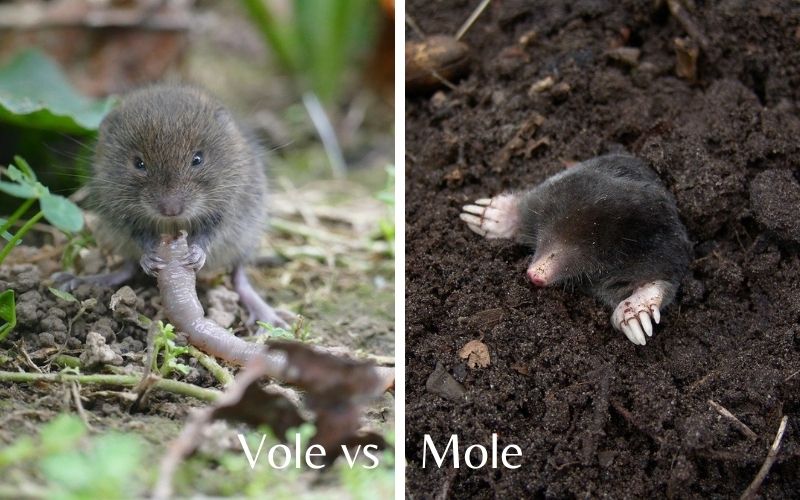 How To Get Rid Of Voles In Your Yard And Garden [2021 Guide]