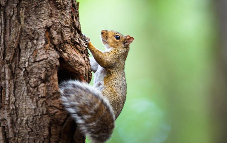 Learn More About Our Tree Squirrel Control squirrel climbing on side of tree