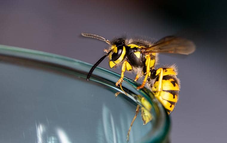 Learn More About Yellow Jackets In California yellow jacket in the bay area on a glass