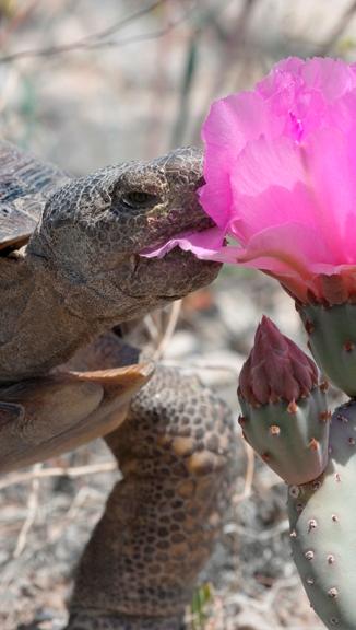 Photo credit: Sharon Schafer/Travel Nevada