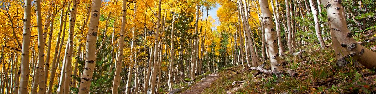 A trail travels through a grove of aspen trees with bright yellow leaves.