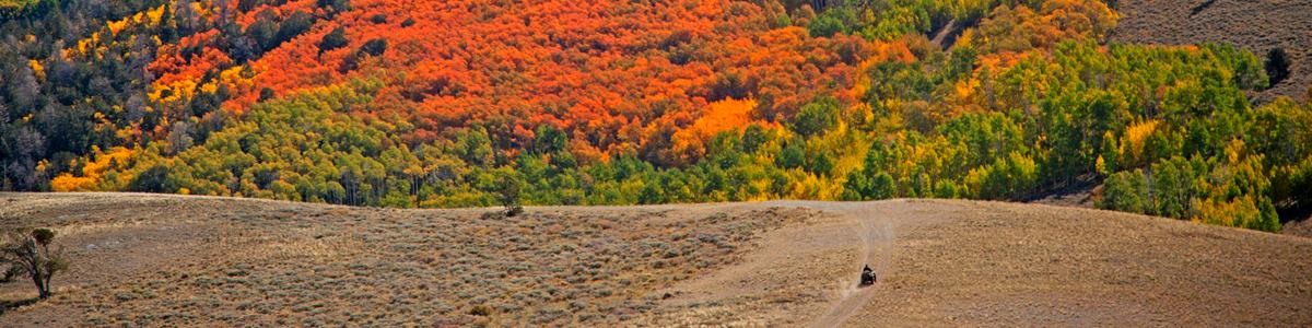 An ATV drives in an open field toward a forest bright with fall foliage.