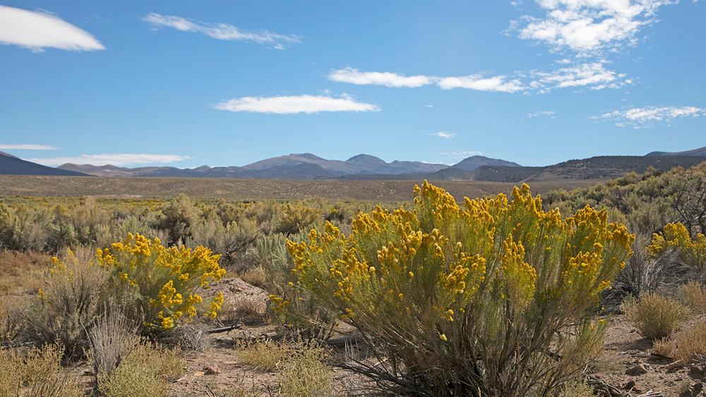 East Walker River Area Nevada Trail Finder