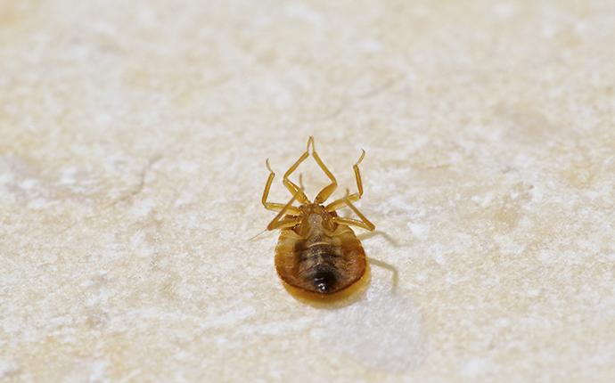 bed bug exterminated by augustine