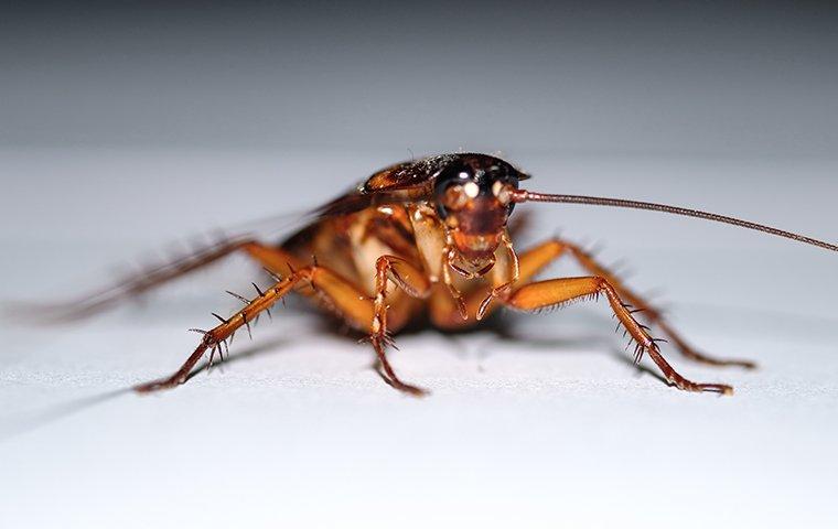an american cockroach crawling on a bathroom floor