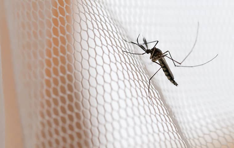 a mosquito crawling on mesh inside of a home in kansas city missouri
