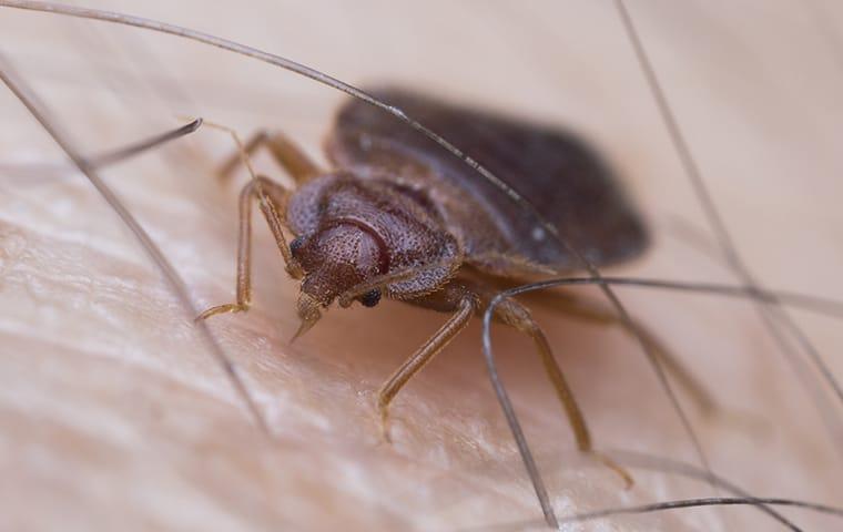 a bed bug infestation found on an overland park resident