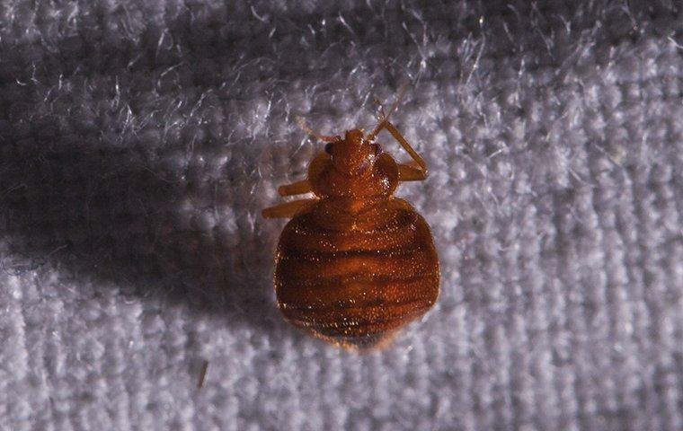 bed bug on carpet