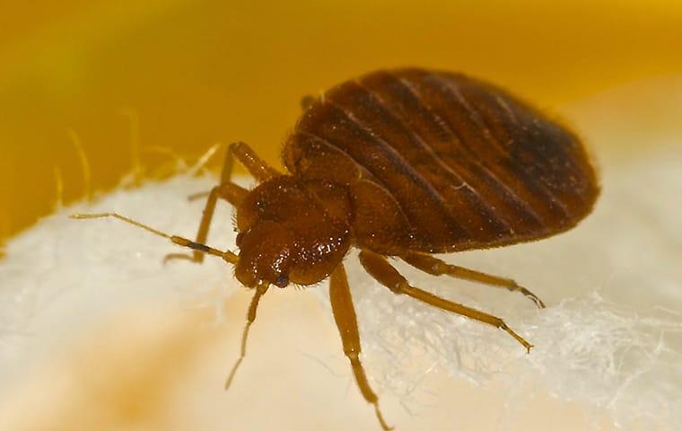 an adult bed bug crawling along the white linens of a overland park home