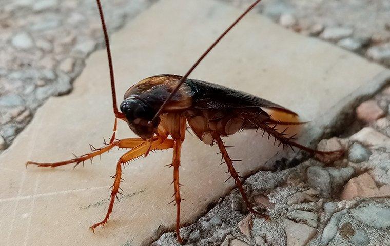 large American cockroach