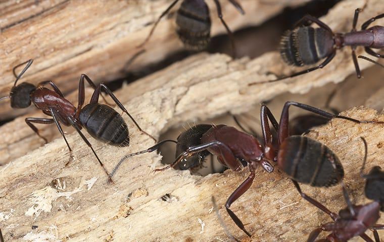 a large colony of carpenter ants clustered along a wooden structure hidden within an overland park home
