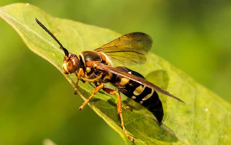 a cicada killer on a vibrant green leaf