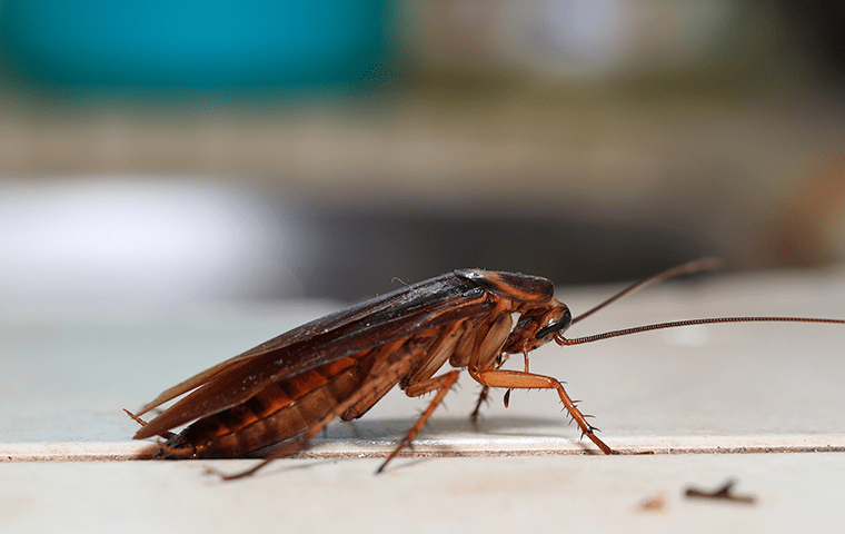 cockroach indoors on tile floor