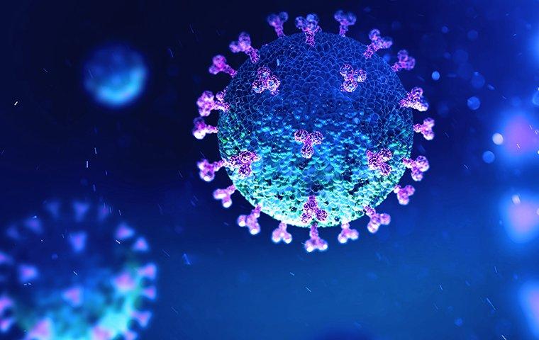 enhanced image of coronavirus cell