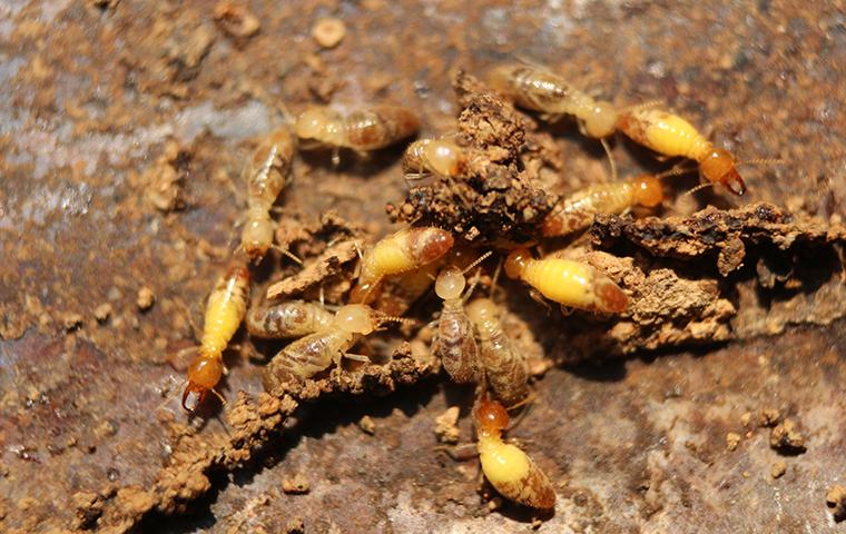 termites together eating wood