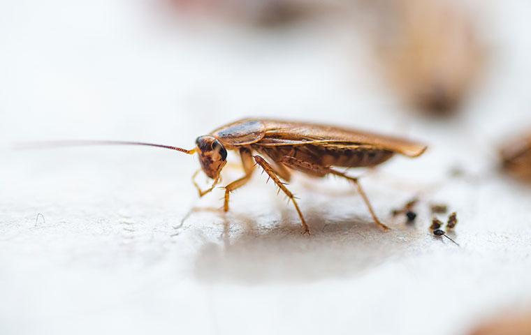 a german cockroach crawling on a kitchen floor