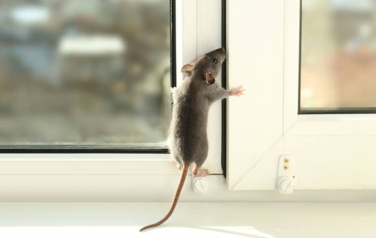 a mouse climbing on the window of a house in kansas city missouri