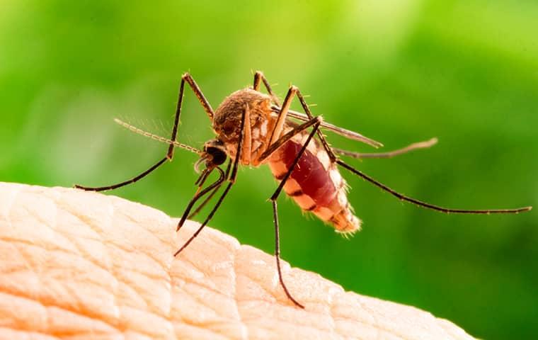 a mosquito biting a human