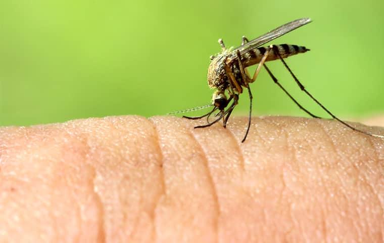 a mosquito biting a human