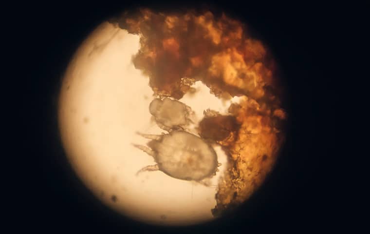 an oak leaf itch mite under a microscope in kansas city