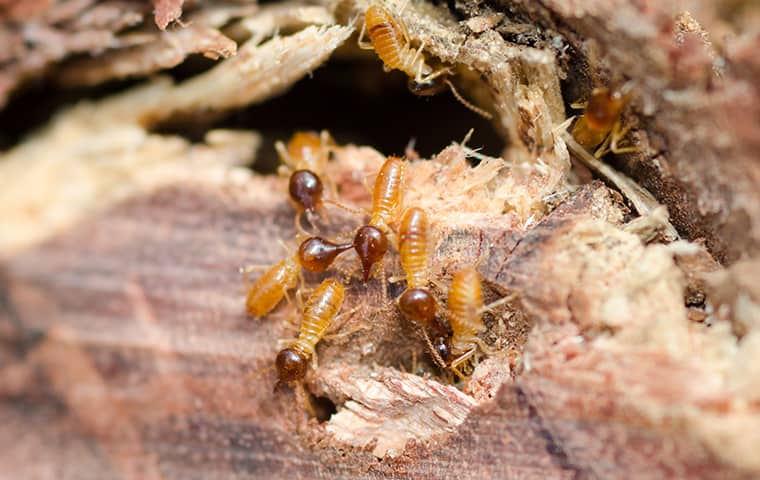 Termites Cause Massive Structural Damage a termite infestation inside of a home in kansas city missouri