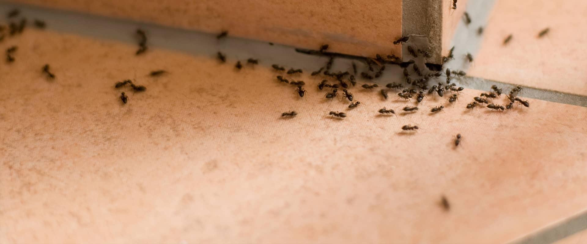 many ants on a patio in kansas city missouri