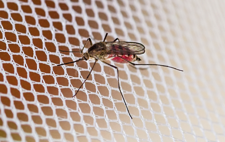 a mosquito crawling on mesh fencing in bonner springs kansas