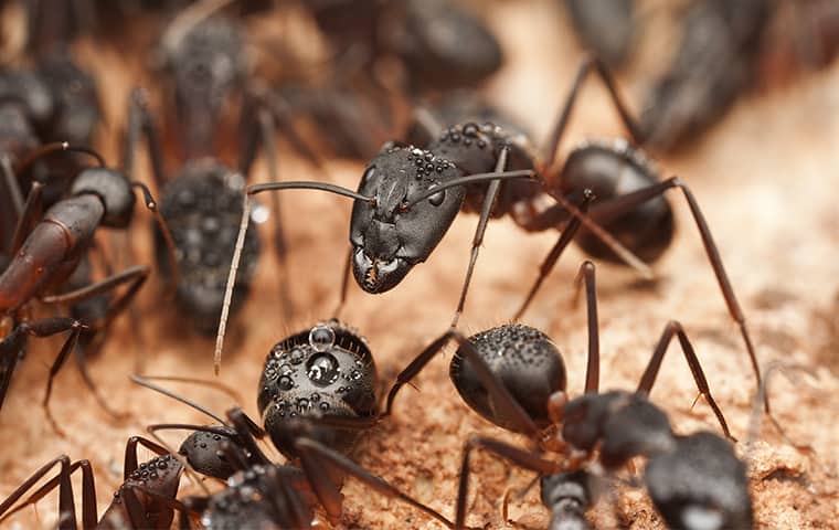 carpenter ants swarming inside of a home in kansas city missouri