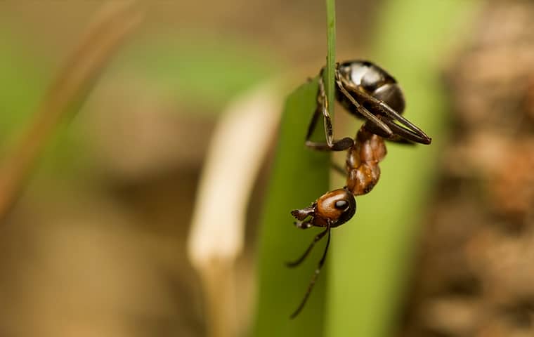 an acrobat ant hanging in the grass in eudora kansas
