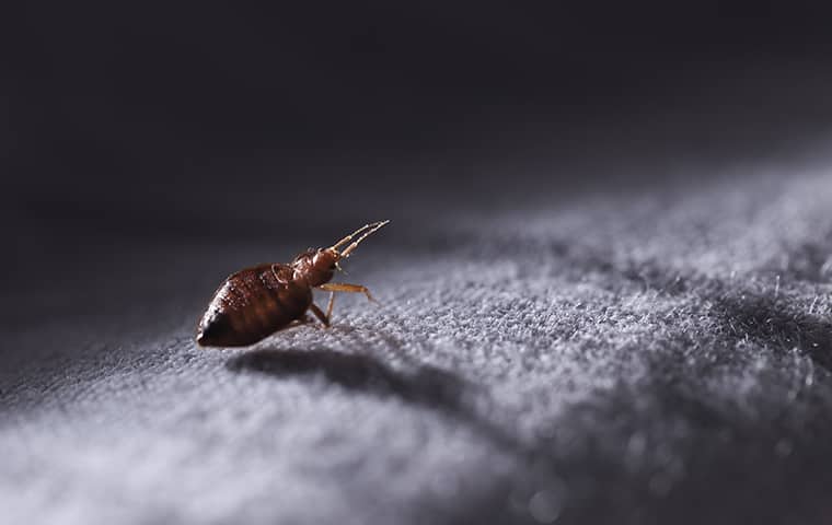 a bed bug crawling on fabric inside of a home in overland park kansas