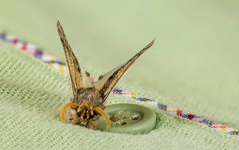 a clothes moth on fabric inside of a home in olathe kansas